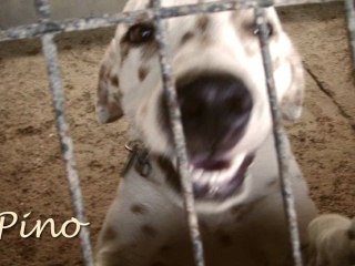 La Carica dei 101 splendidi dalmata in regalo