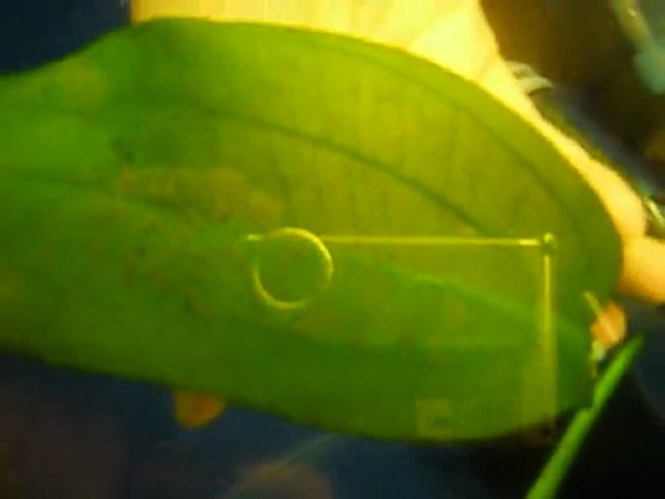 k1