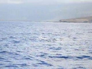 Baleines Réunion 10/2011