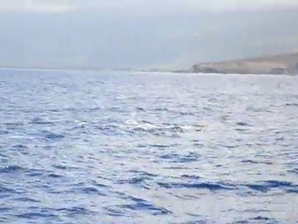 Baleines Réunion 10/2011