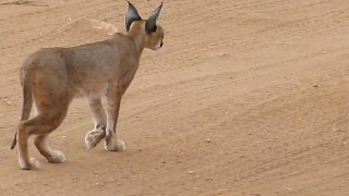 Kenya - Septembre 2011 - Caracal