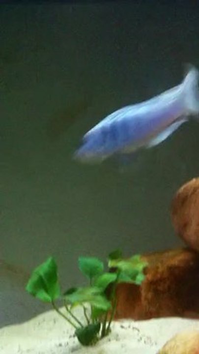 Afra Hara Galeria Reef