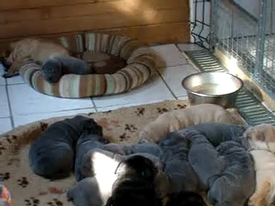 video 068 Les bébés sharpouillons