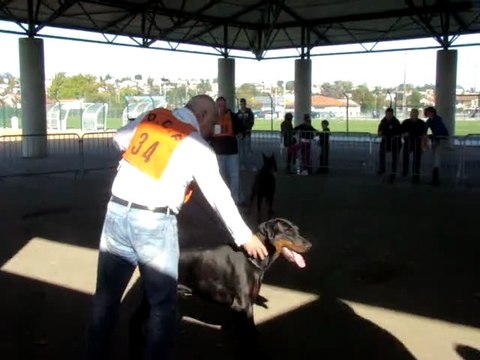 REGIONALE D'ELEVAGE DOBERMANNS PYRENEES 23/10/2011 . B'ATHOS DE FASSANO MEILLEUR MALE DE L'EXPOSITON