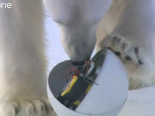 Белый мишка и видео камера