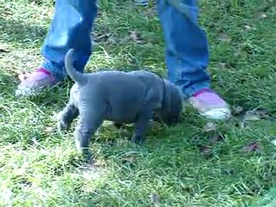 video 085 on s'amuse dans le jardin