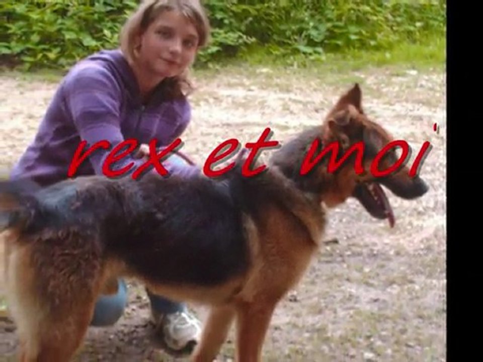 melange de chien parti 2