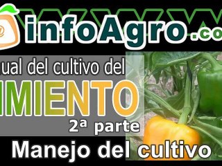 Como cultivar pimientos. 2ª parte