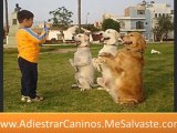 Entrenar perros - adiestramiento para perros