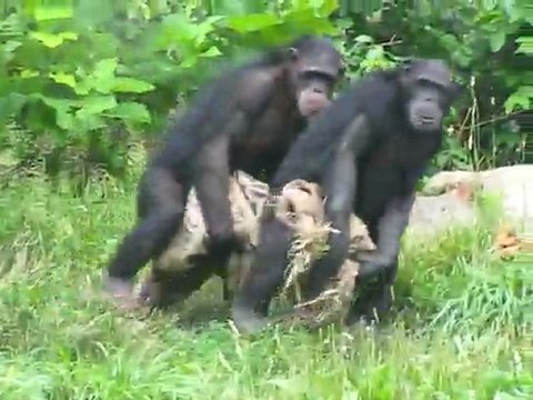 Chimpanzés à la queue leu leu