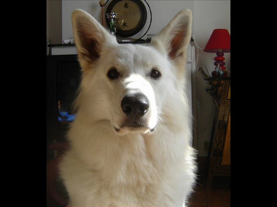 p'tit loup le retour