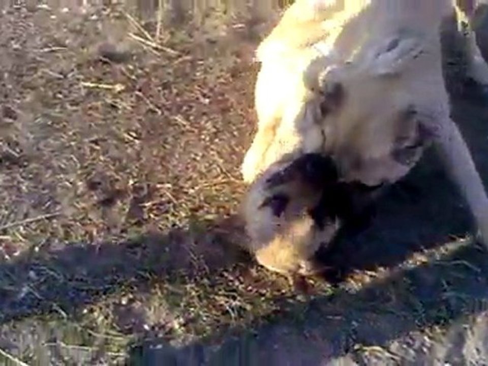 POLİSİN 17 aylık garip ve 23 aylık dumanın ilk deneme maçı