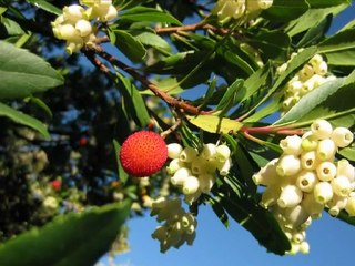 La Corse, de Piana à Sartène