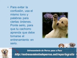 Como Educar a un Cachorro Rapidamente