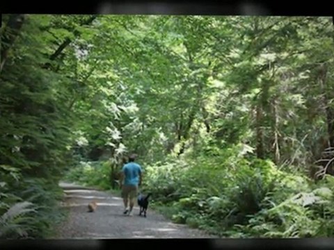 Vancouver Dog Walking Services From Dog WAGS