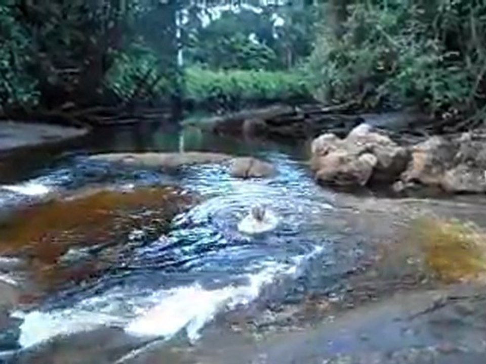 Crique Organabo 2