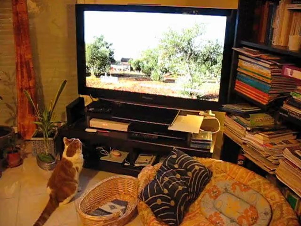 Soirée Télé
