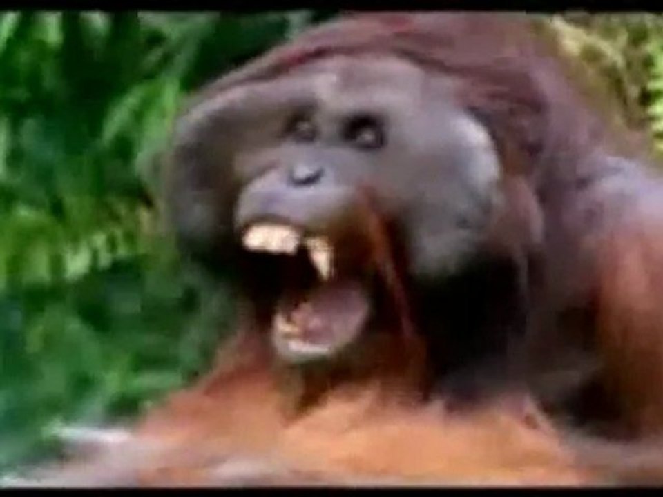 Yawning animals