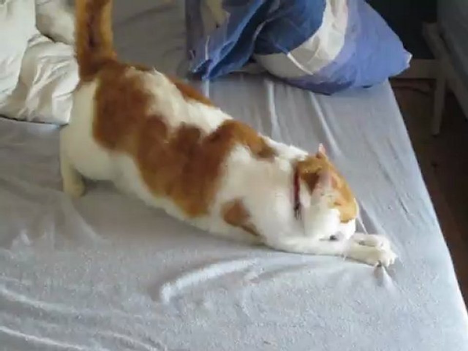 Un Kyô qui n'est pas un félin finit