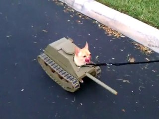 La collection canine spéciale Halloween