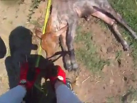 Un motard sauve un veau de la noyade