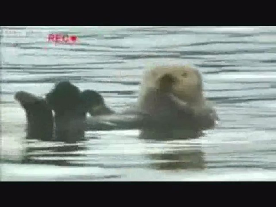 Animals can talk