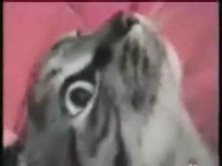 Butt Scratching