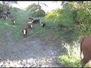 Troupeau d'Abondances rentré par mon berger de Savoie
