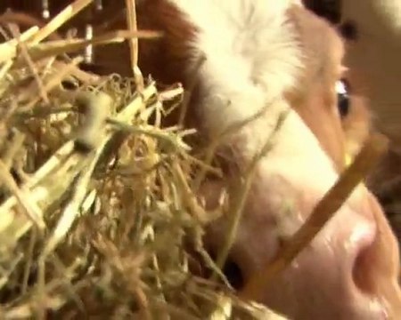 Ima li dobiti u tovu junadi?! Emisija Svet Poljoprivrede.