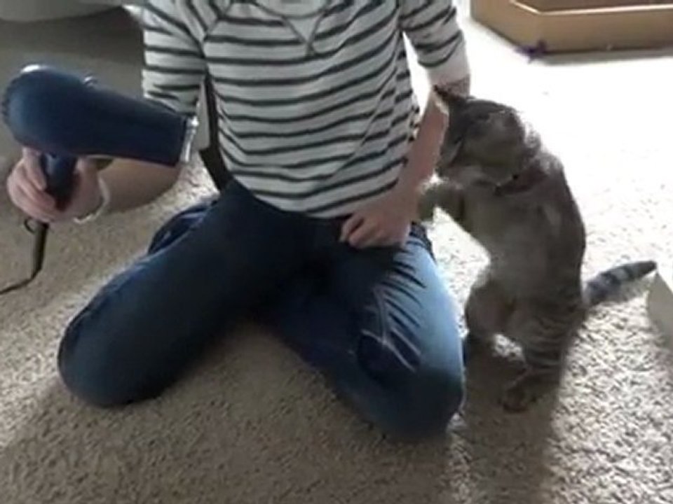 Chaton & Sèche-Cheveux (HQ)