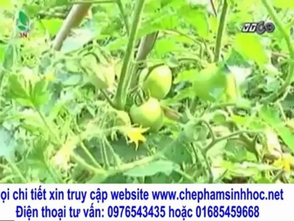 Làm thế nào chồng rau sạch? giúp bà con nông dân làm giàu?