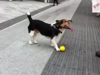 Cão joga à bola sozinho