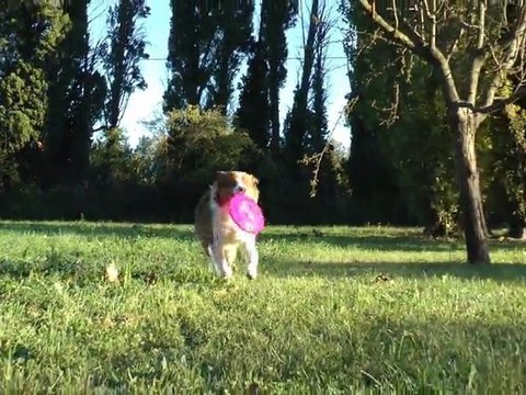 Quand votre meilleur ami devient votre motivation Zendog éducation canine à Nice Alpes Maritimes