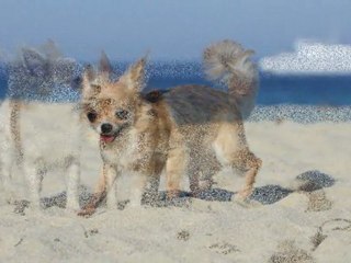 chihuahuas du mont vermeil