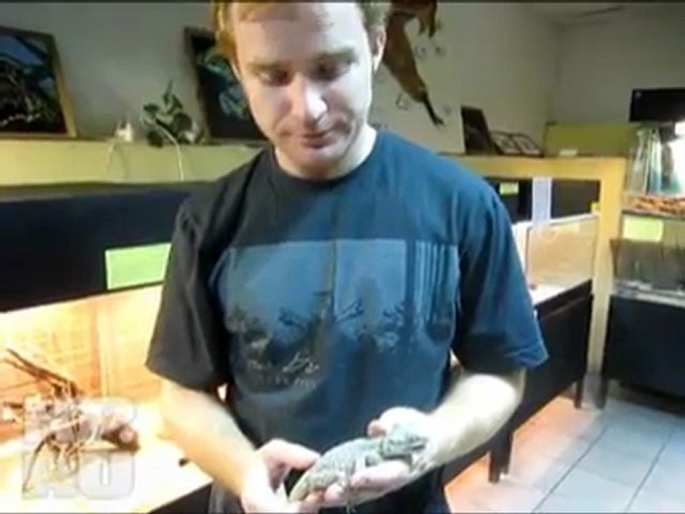 Ящерица в ящике с виноградом