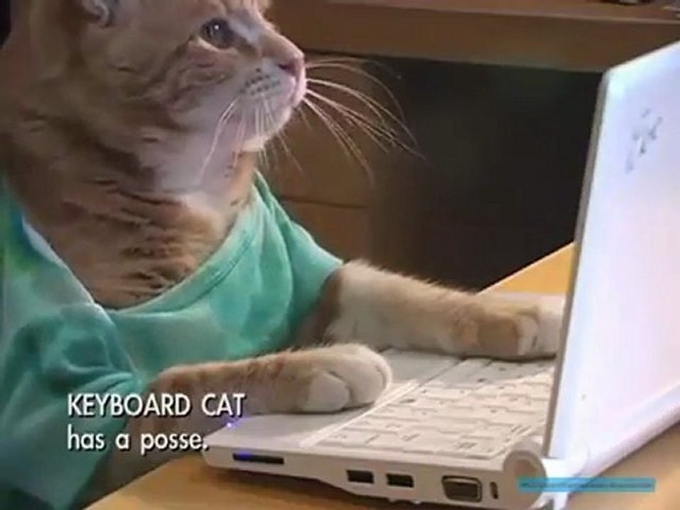 Un Gato Que Escribe En La Computadora