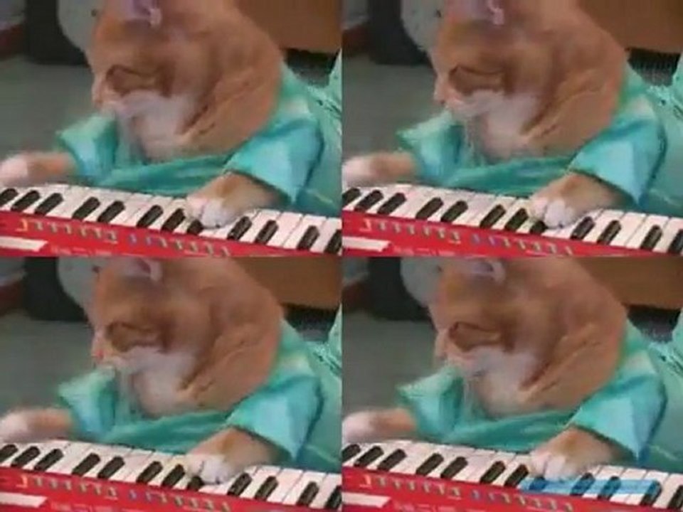 Un Gato Toca El Tambor