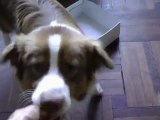 Le conditionnement opérant - Zendog  éducateur canin comportementaliste