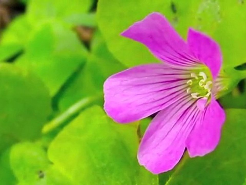 Flowers in the Wind - Wood Sorrels