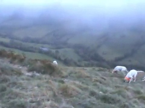rapproché sur lièvre avec 10 chiens porcelaines.