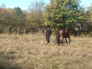 25.10.2011.c.limpio.malinka