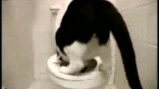 Chat toilette