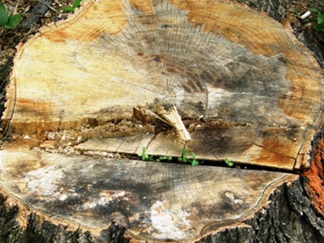 Tree Service Marietta