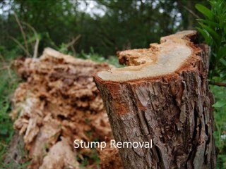 Tree Trimming Marietta