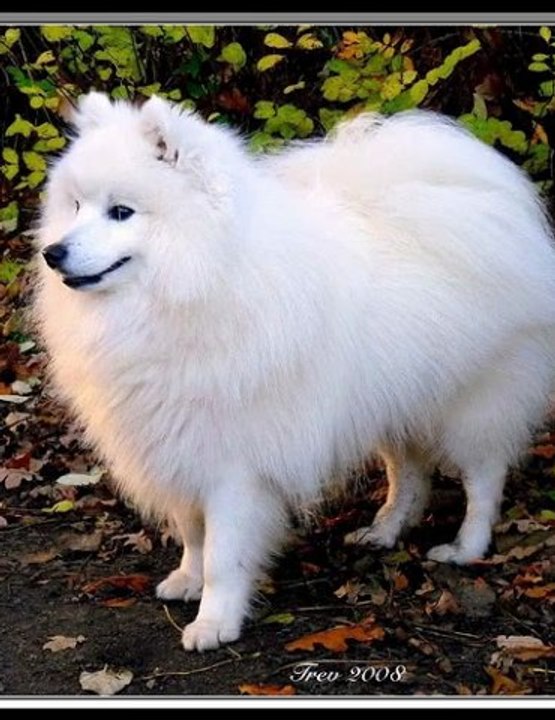 Spitz Dog Breed Video