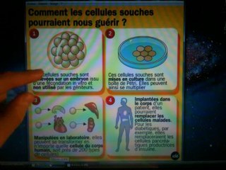 Les cellules souches.