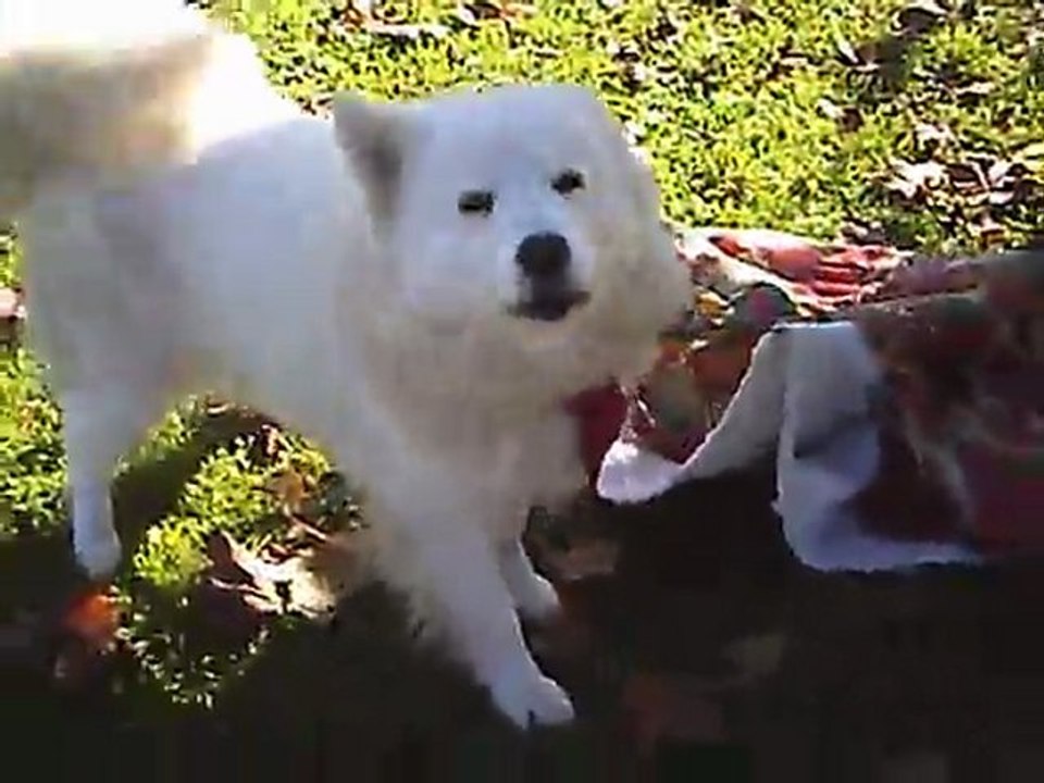 chien punie pour avoir manger une couette