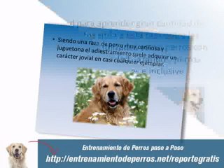 Videos de Adiestramiento Canino