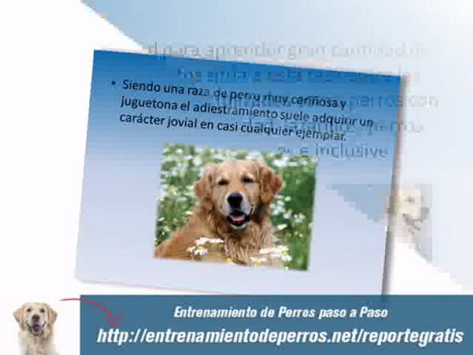Videos de Adiestramiento Canino