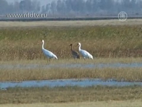 Белые журавли из Сибири прилетели в Китай